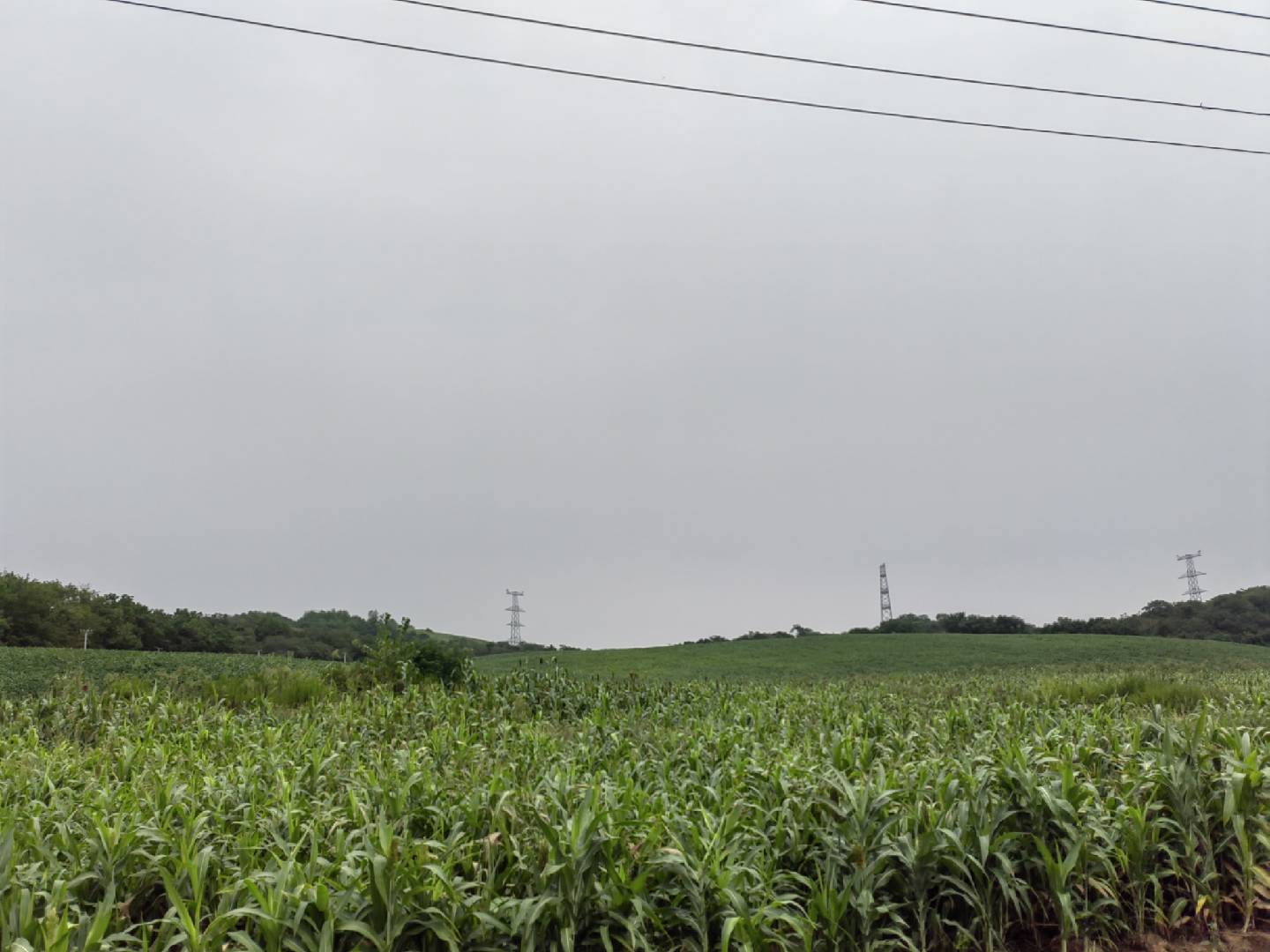 Hilly Farmland Scene