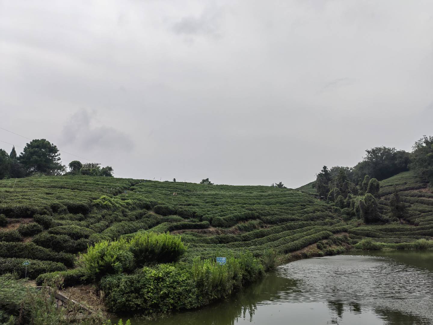 Terraced Farmland Scene